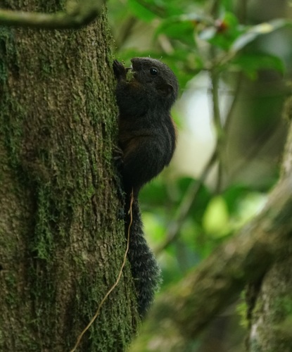 Layard's Palm Squirrel