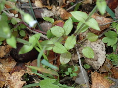 Stellaria cupaniana