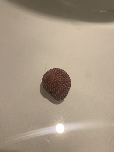 Clanculus pharaonius observed 2026-04-30
