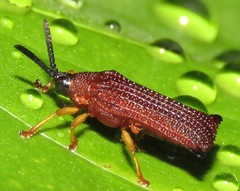 Baliosus rubiginosus