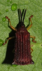 Baliosus rubiginosus
