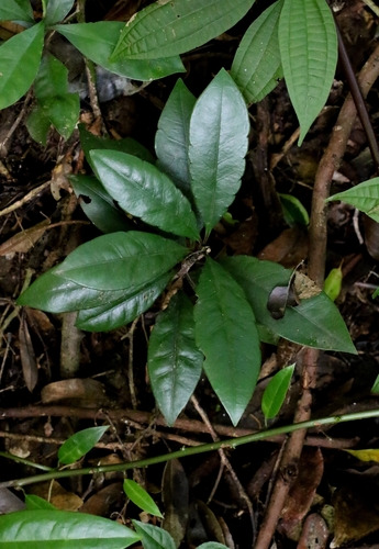 Ardisia hanceana
