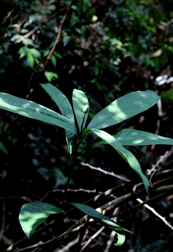 Magnolia championii, photograph 2