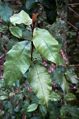 Trichocladus crinitus, photograph (c) Glynn Morris, some rights reserved (CC BY)