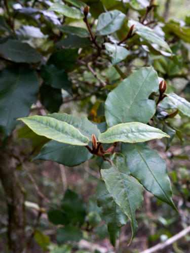 Trichocladus crinitus, photograph 3