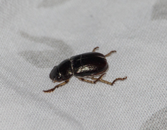 Coleoptera