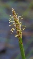 Eleocharis equisetoides