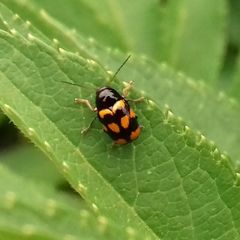 Cryptocephalus anticus