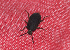Coleoptera