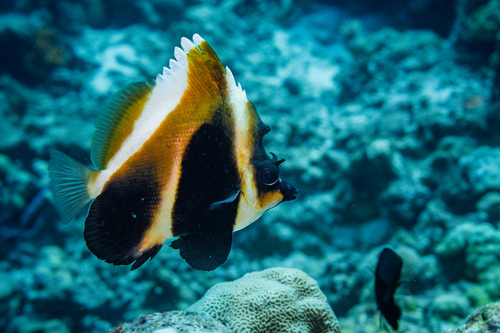 Heniochus pleurotaenia
