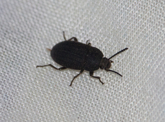 Coleoptera