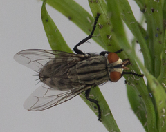 Sarcophagidae