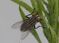 Sarcophagidae