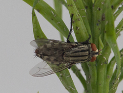 Sarcophagidae