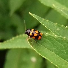 Cryptocephalus anticus