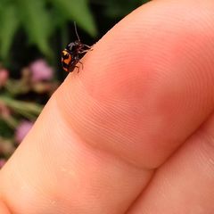 Cryptocephalus anticus