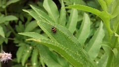 Cryptocephalus anticus