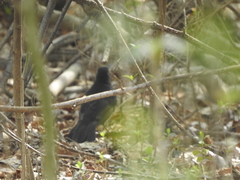 Turdus merula