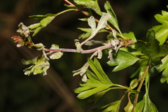 Podosphaera clandestina