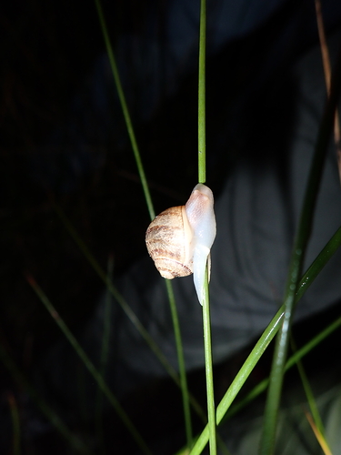 Cornu aspersum