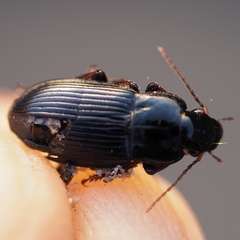 Harpalus tardus
