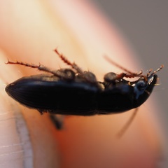 Harpalus tardus