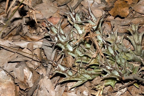 Orbeopsis caudata