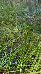 Eleocharis equisetoides