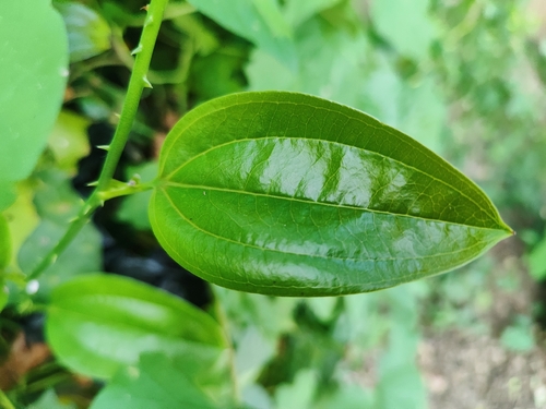 Smilax ovalifolia observed 2026-04-26