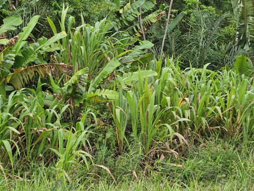 Tripsacum andersonii observed 2026-04-25