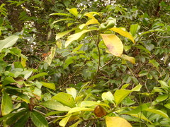 Tabernaemontana alba