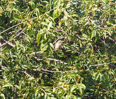 Pseudonigrita arnaudi