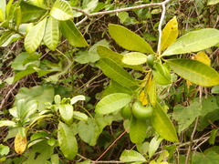 Tabernaemontana alba