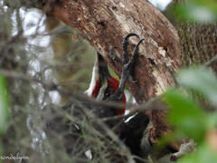 Dryocopus pileatus image