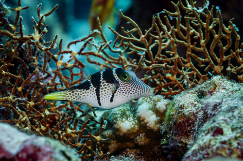 Canthigaster valentini