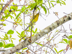 Setophaga pinus image