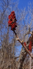 Rhus × borealis