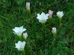 Zephyranthes simpsonii