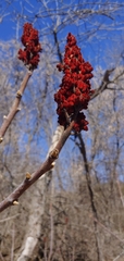 Rhus × borealis