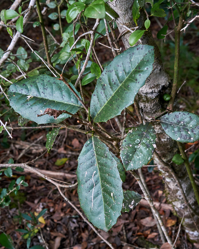 Elaeodendron croceum