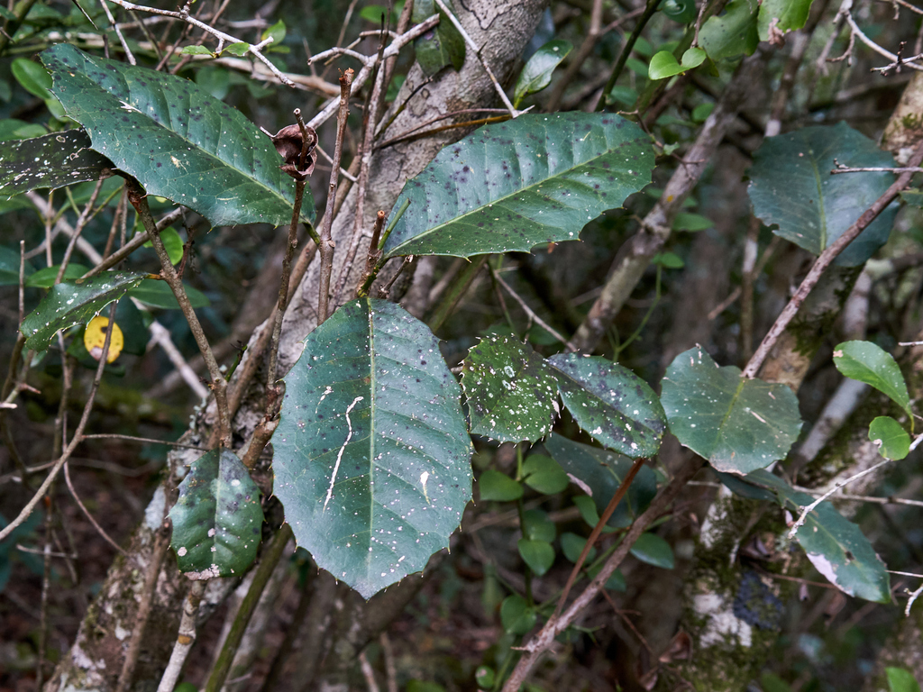 Elaeodendron croceum; photograph (c) Glynn Morris, some rights reserved (CC BY)