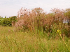 Cyperus giganteus