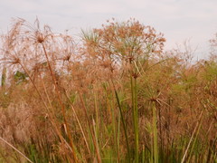 Cyperus giganteus