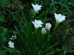 Zephyranthes simpsonii