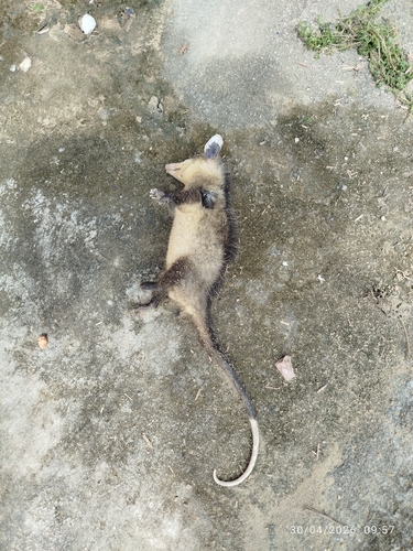 White-eared Opossum