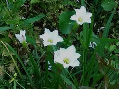 Zephyranthes simpsonii