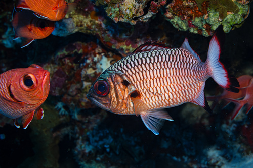 Myripristis adusta