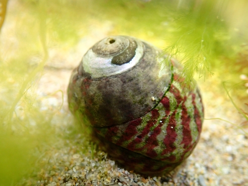 Steromphala umbilicalis