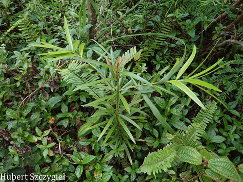 Podocarpus, 2026-04-02