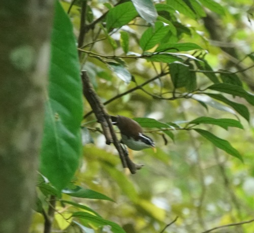 Sri Lanka Scimitar Babbler (Pomatorhinus melanurus), photo 6